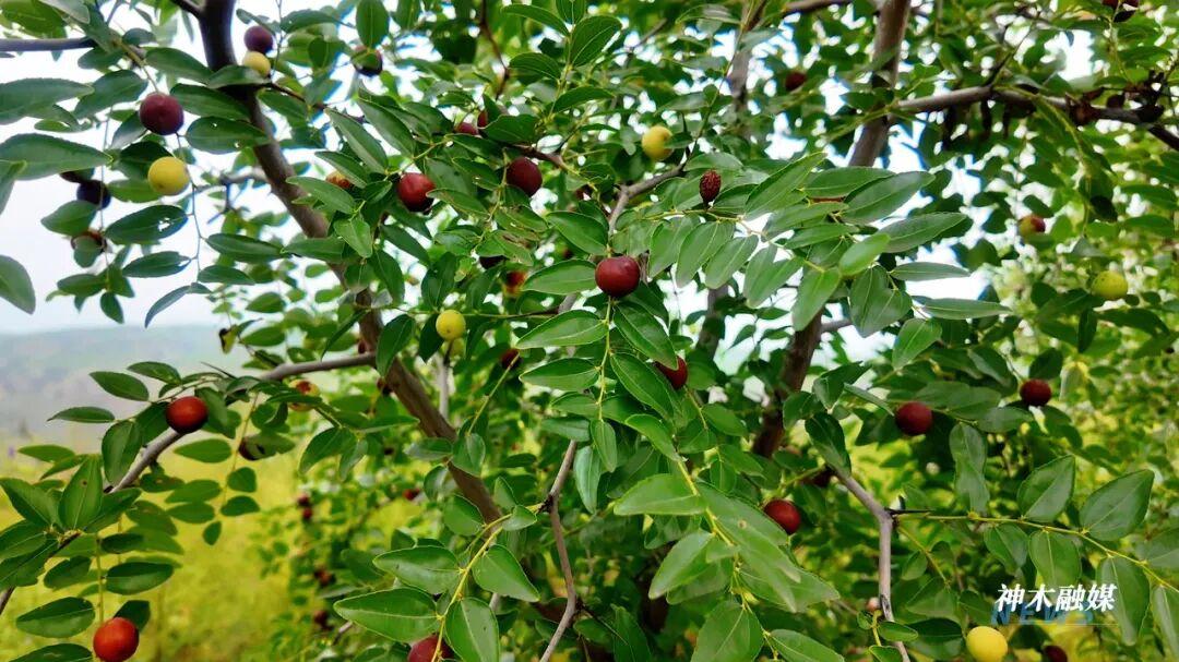 陕北红枣为什么叫狗头枣？黄土高原上的枣树结出的硕果