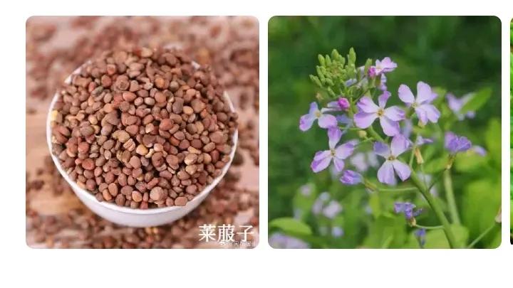 莱菔子治高血压：兼顾多症显奇效，国医经验藏精诚