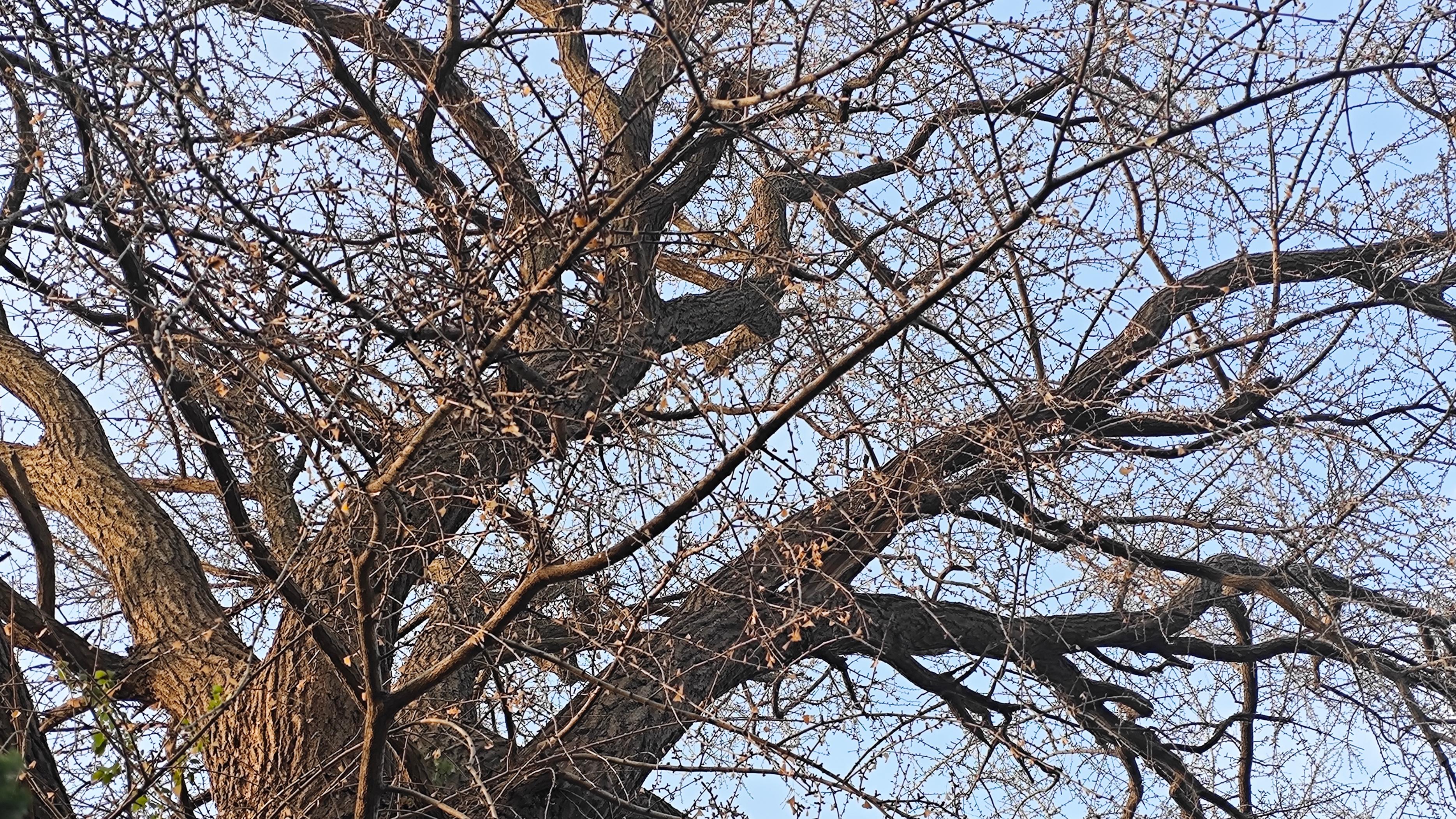 风流，总被雨打风吹去吗？