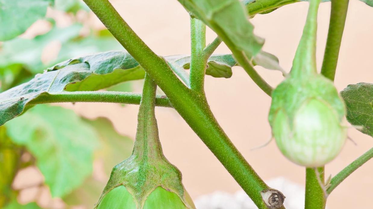 如何通过摘心让你的茄子产量翻倍？