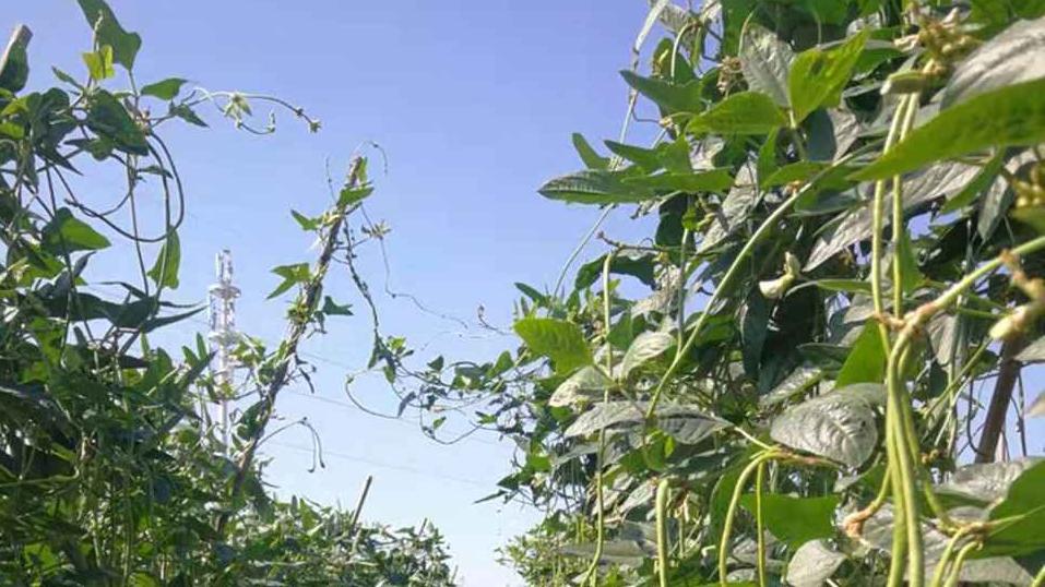 硅钙肥施用技术解析，山东半岛豇豆种植实践，涌泉灌溉与豆粒采收标准