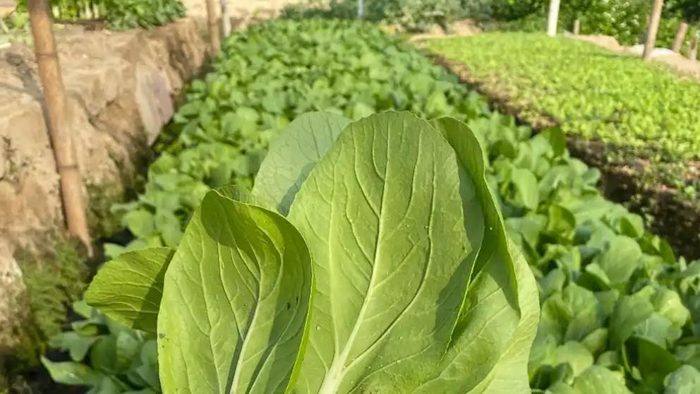 9月下旬这8种速生菜刚好可以种，长得快又新鲜，附上最佳采收时间