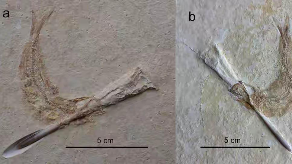 1.5亿年前的地层中，数条小鱼被钉子穿喉，哪来的钉子？