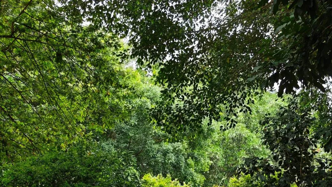 愿得一小院，消磨时光