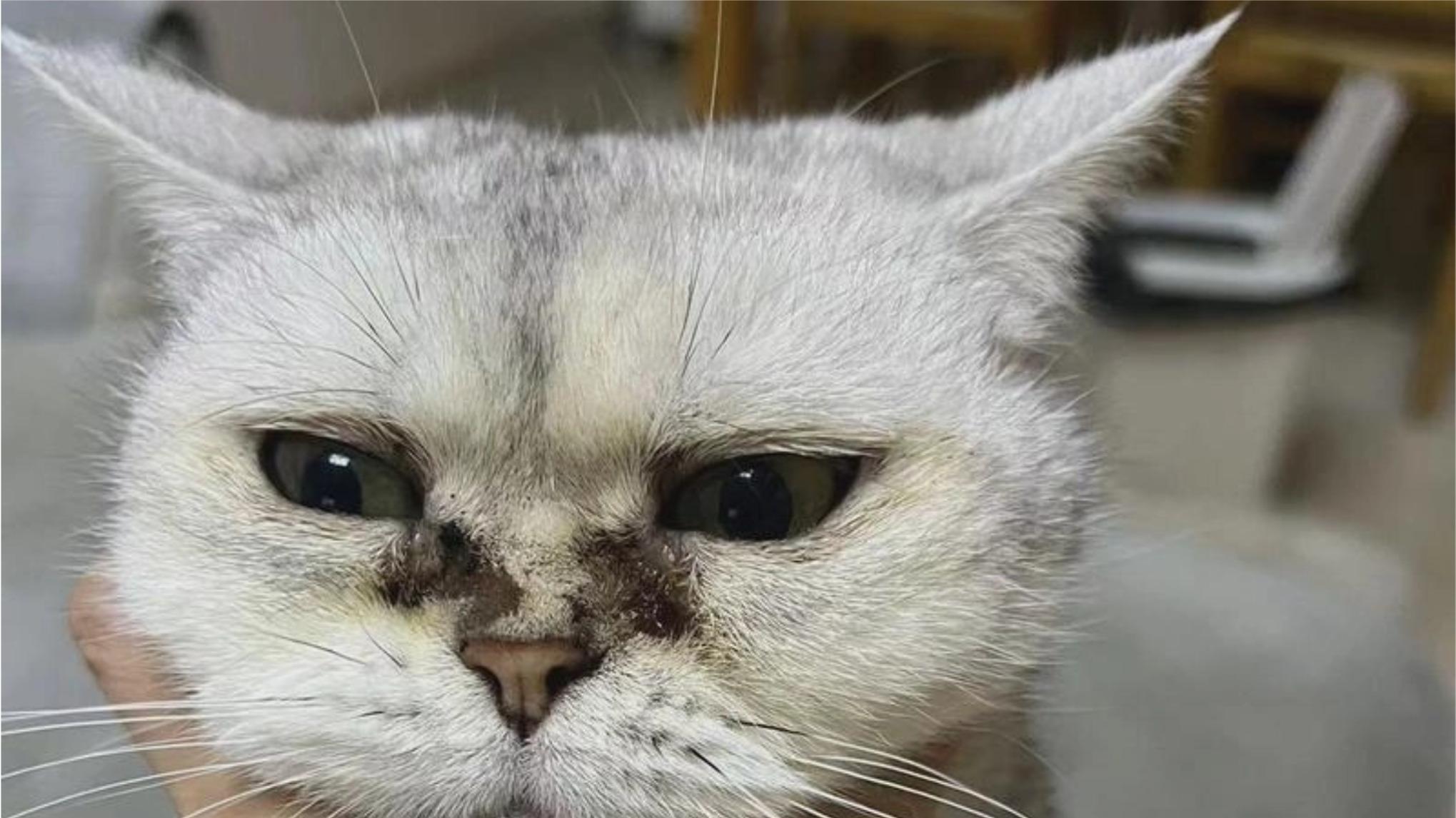 猫眼部常有分泌物？如何解决泪痕？好吃又健康泪痕猫粮