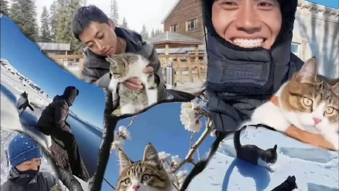 网红小猫“悟空”离世：喵界一颗闪亮“星”的落幕