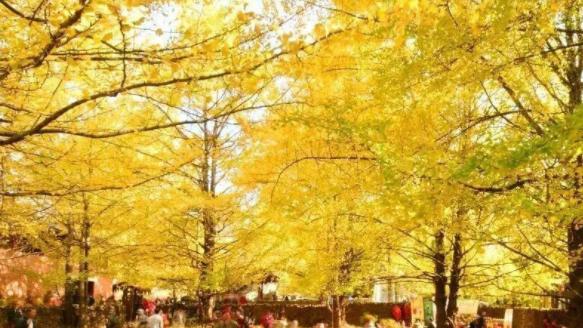 云南的秋，是上帝打翻的调色盘