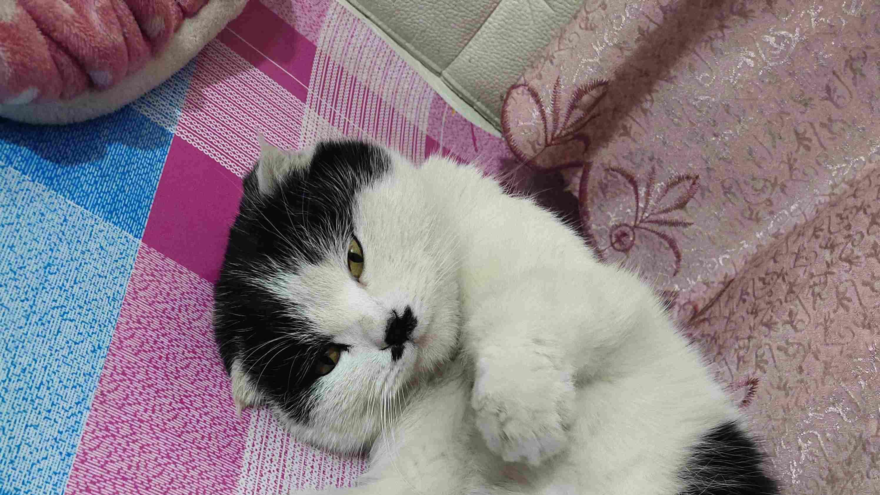 猫被赶，丈夫动手，她一巴掌打醒婚姻