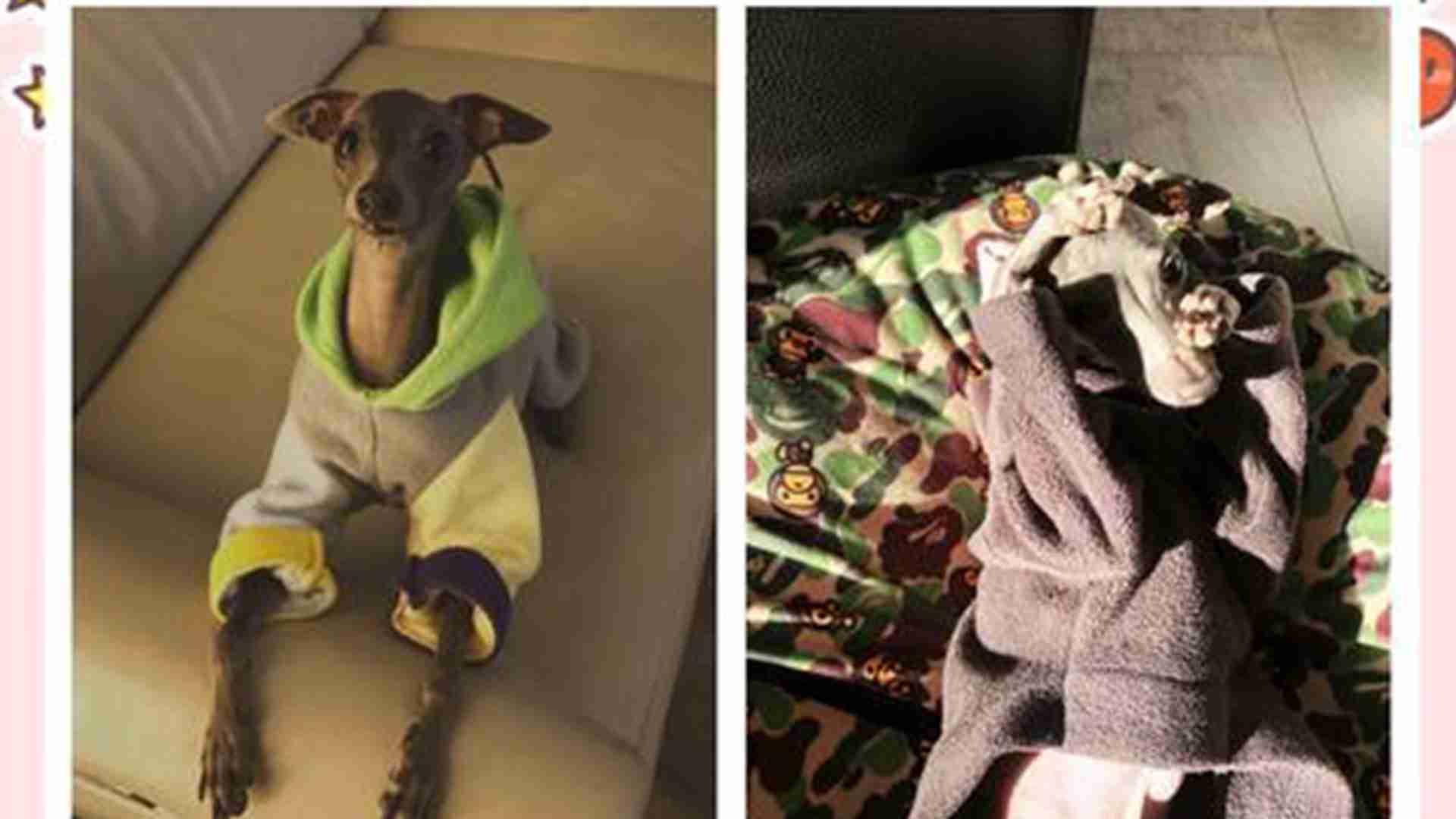 灵缇犬竞速期补水，倾斜水碗专利设计，电解质添加比例，赛后两小时禁水