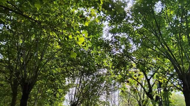 不给手机就不学习，当孩子拿不上学作为威胁，家长狠下心才是上策