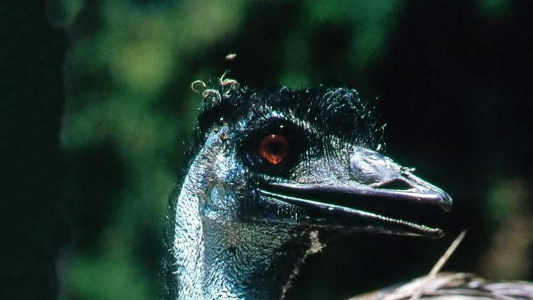 优化产蛋间隔提升效益，生态园鸸鹋科学养殖，精细营养搭配促经济价值