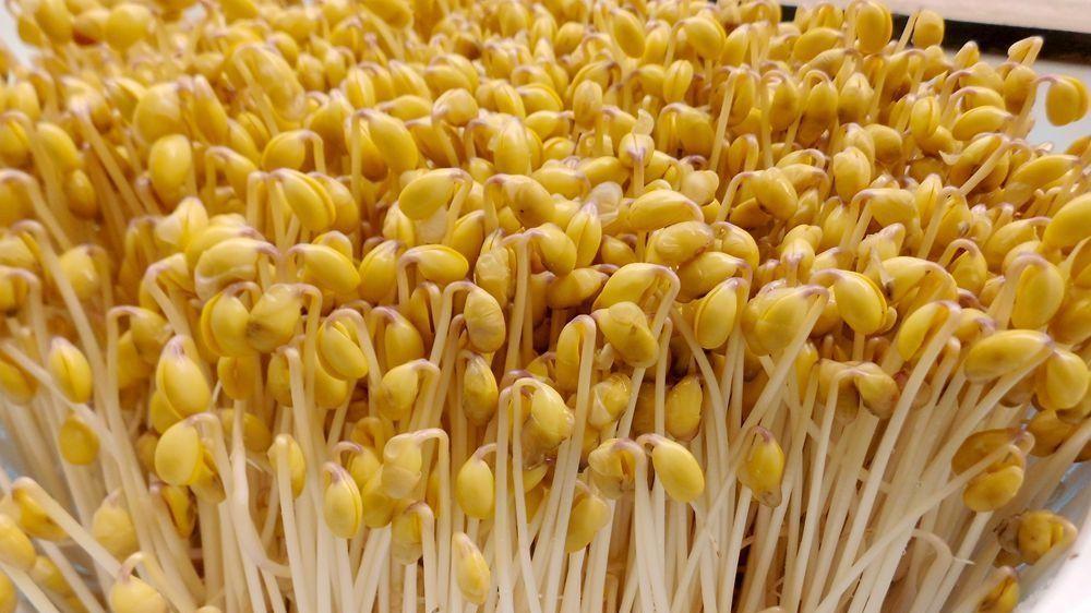 在家轻松培育鲜嫩黄豆芽：从选豆到收获的秘诀分享