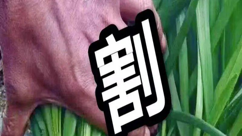 AI写作能月入10万？AI创作内容知识付费沦为新型割韭菜工具