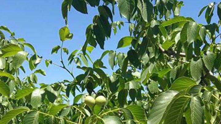 核桃采前控水期管理，坡地径流区优化，分阶段断根控水技术