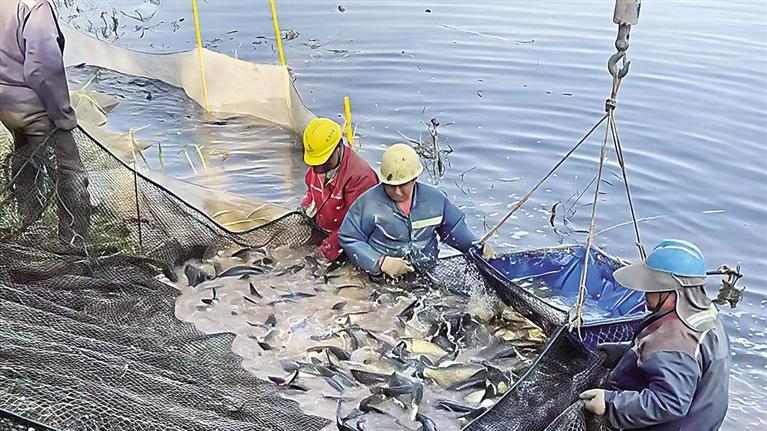 废弃坑塘成了“聚宝盆”