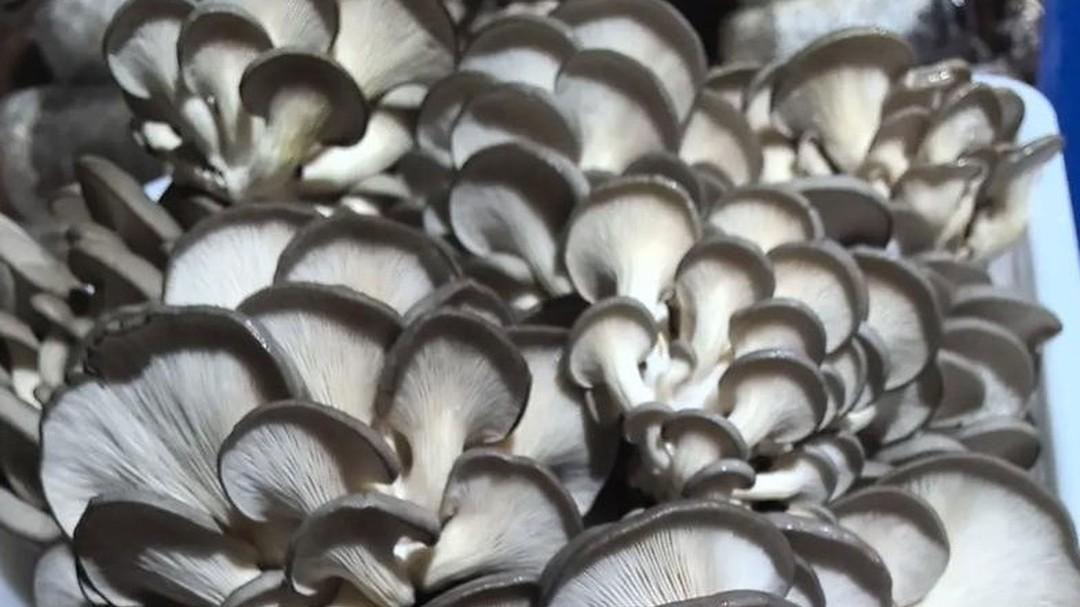 种植平菇成本高，如何降低有诀窍，一起交流把招找