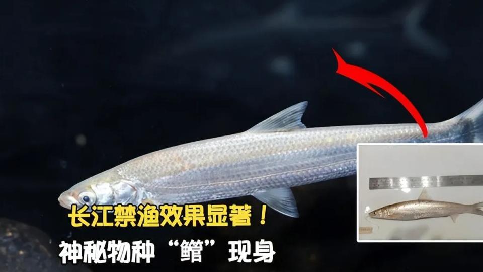全长33公分！长江禁渔三年，神秘物种现身，曾宣布区域性灭绝