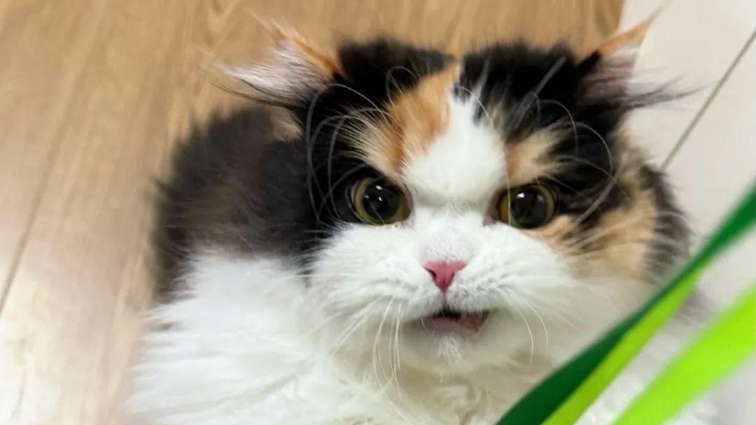 买猫粮重点看什么？深度测评猫粮哪个牌子质量好性价比高