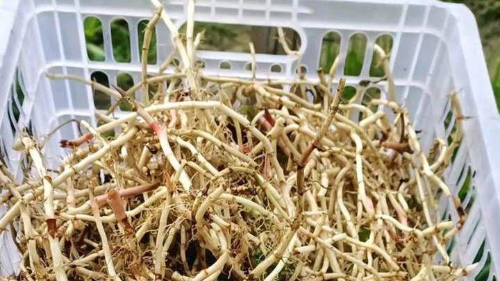 雾化系统定时设置优化，提升叶斑病防治效果，海南沼泽鱼腥草实证研究