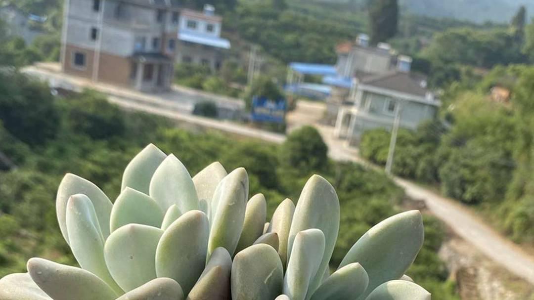 奥普琳娜露养转棚，紫外线指数变化，度假村景观，环境过渡方案