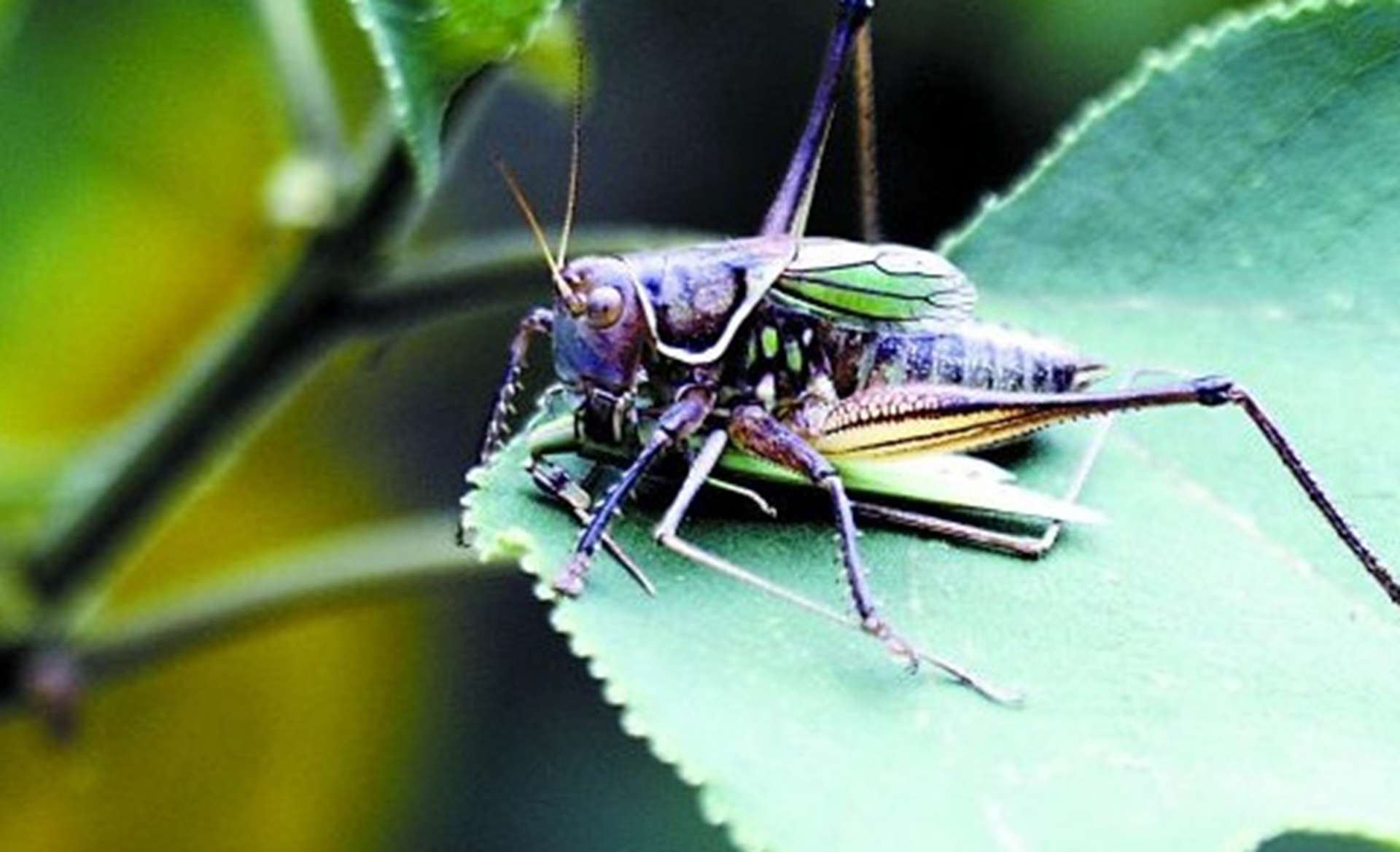 蝗虫饲料造粒术，三个月对比实验，成型机模具孔径，磨损监测勤