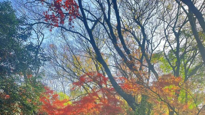 共赏冬日“枫”情! 南京中山植物园红叶展解锁限定浪漫