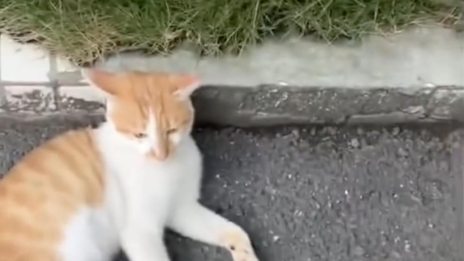 老师踩死熟悉的流浪猫，孩子问“善良为什么输给暴力”？家长该怎么答