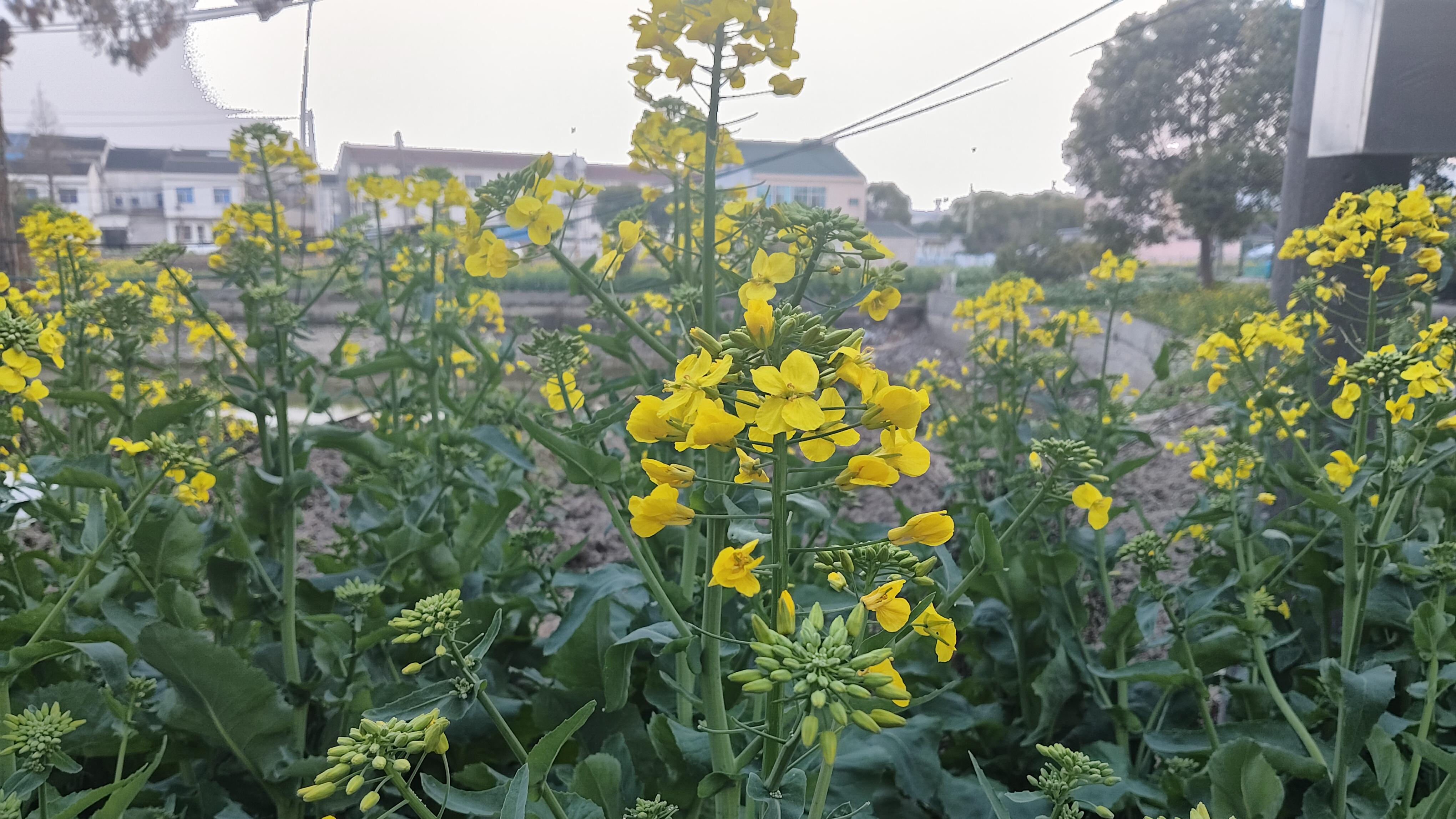 沃田桑景晚，平野菜花春。