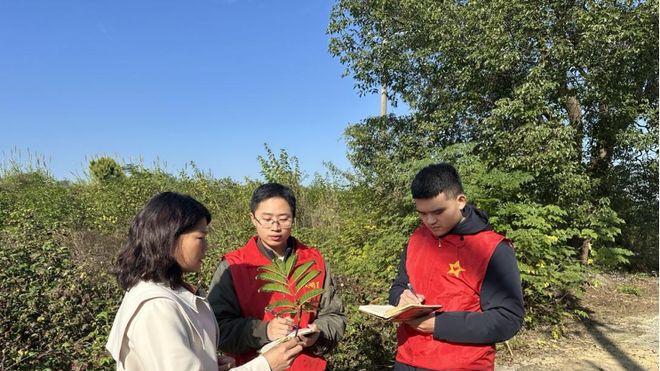 湖北团风：青山不负耕耘者 沃野药香遍“金银”
