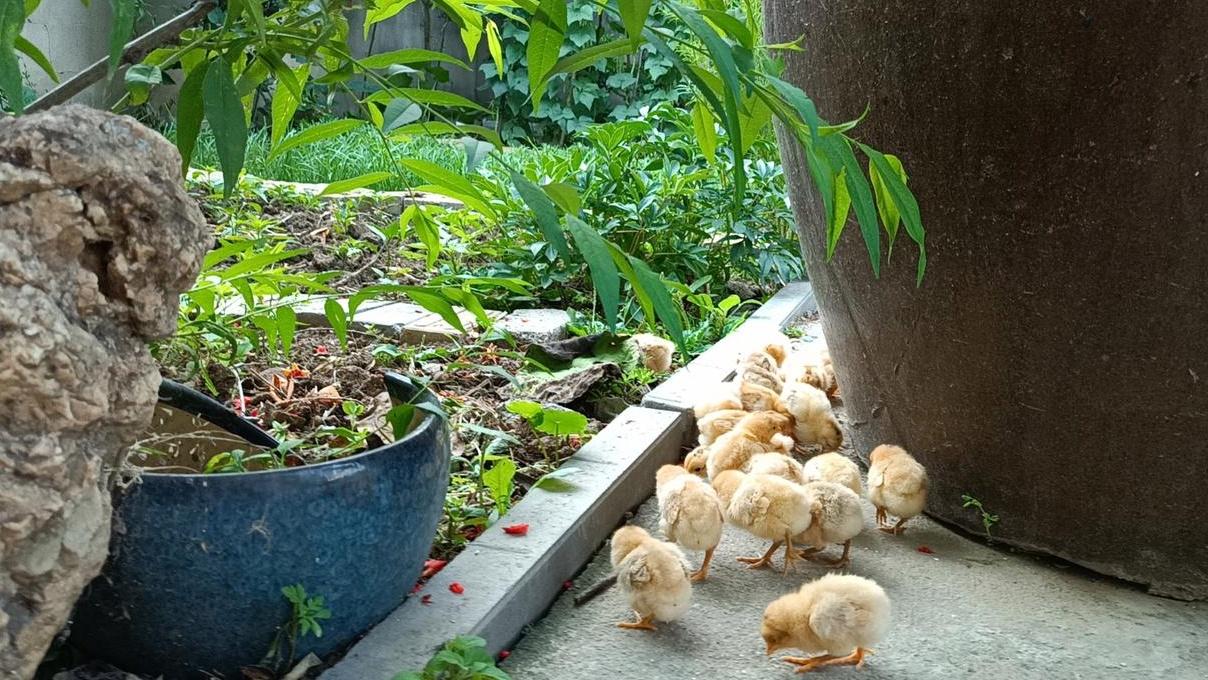 优质鸡种遗传特性咋看，精准选种，保障养殖效益