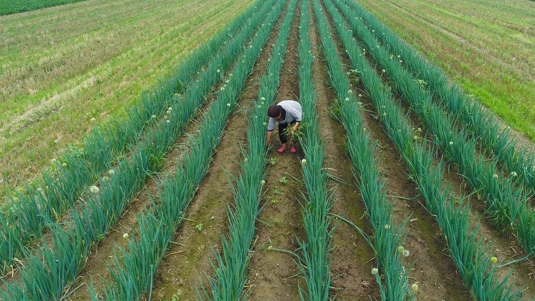 葱蒜韭种植：禁用肥料及黄叶干叶问题解决