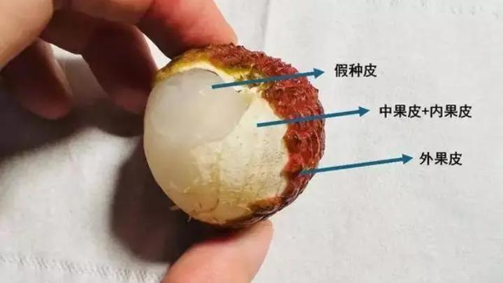 荔枝难以保鲜，刚离枝头就陷入“自我摧残”，怎样施救？