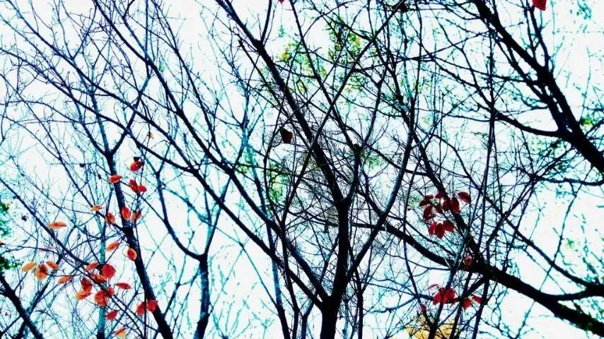 随笔：十二月寄语