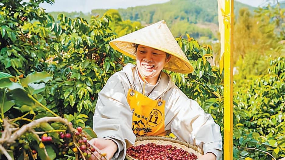 云南咖啡：从山间到世界，是什么让它风靡全球？