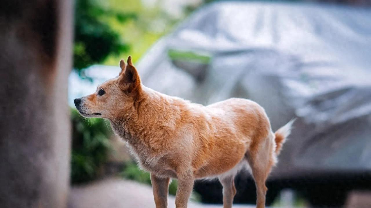 校园传奇：十年“蹭课”，它比你还努力，未来呢？