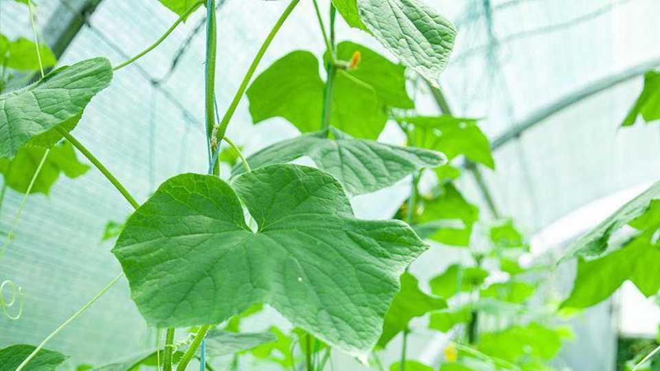 黄瓜种植追肥技巧，掌握施肥方法，提高产量有保障