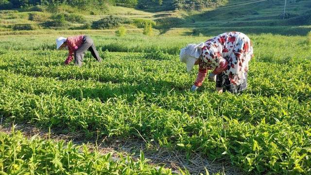 国内需求量35000吨，亩产值在3万元左右，未来5年市场缺口达35%