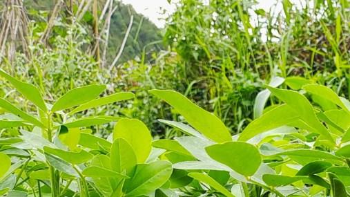 高原旱季间苗技巧，花生生长旺盛，高产需注意管理要点