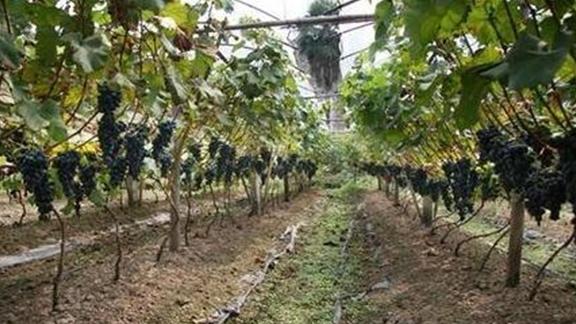 葡萄园生草覆盖技术应用，草种优选与播种方法探讨，生长季管理与土壤肥力提升策略