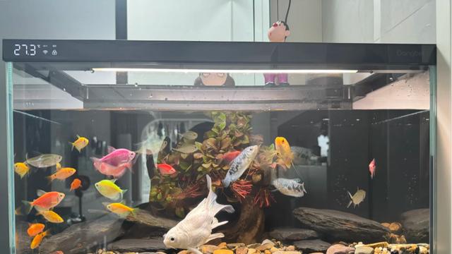 新手第一口缸怎么选？2026年当贝智能鱼缸深度评测与购买建议