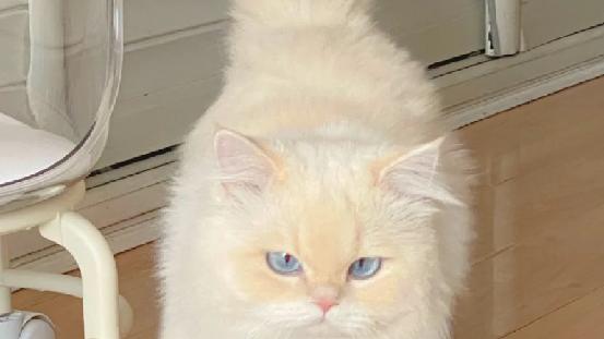 新手养猫，618买什么猫粮好？最好的猫粮排行榜前十名推荐！
