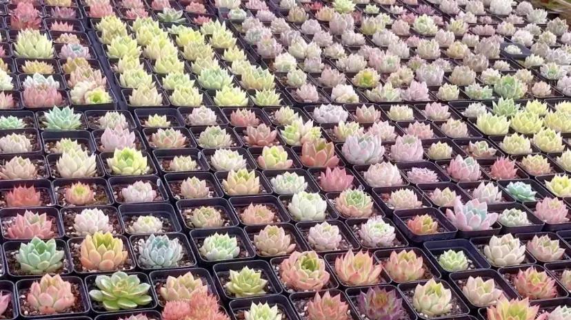 云南路边的多肉，用麻袋都装不完，本地人都不要，太多了！