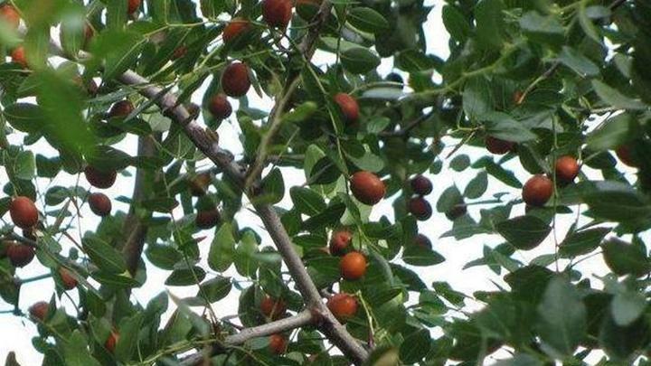 酸枣抗逆品种选育试验田建设，坡地自流灌溉系统优化设计，香港嘉道理农场考察与采收管理经验