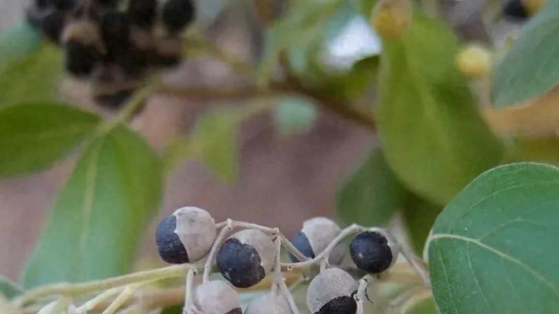 专治“头等大事”的风热克星——蔓荆子