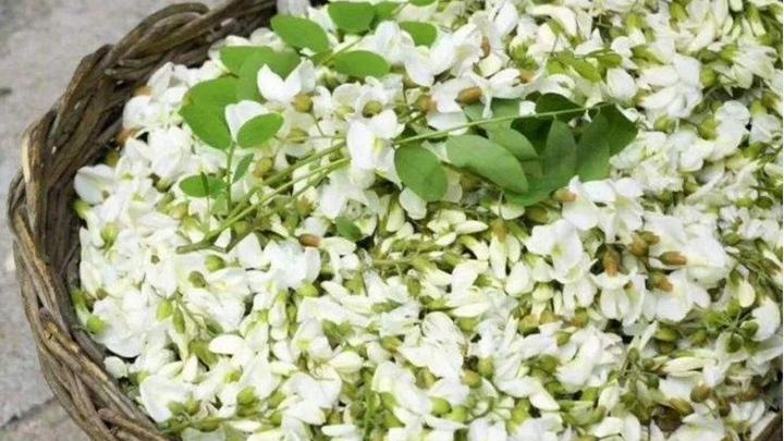 风口区槐花枝条易折断的成因分析，防风林带补植技术要点，控梢修剪与辐射保鲜探讨