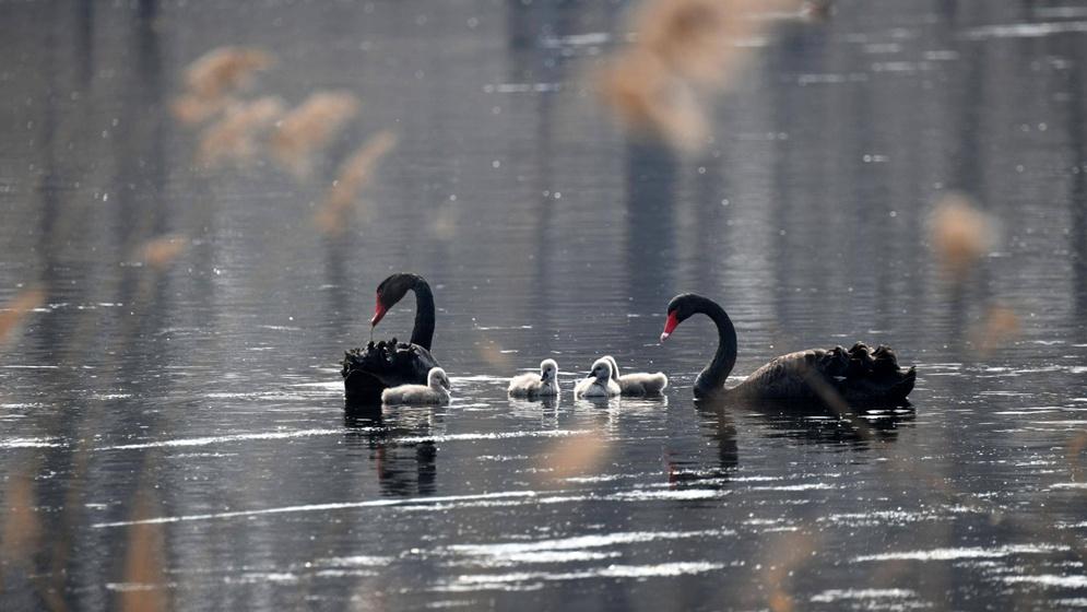 北方黑天鹅越冬有妙招，耐寒棚舍改造技术新突破，加工环节精细化提升经济价值
