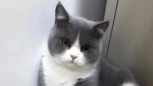 希喂VS米家宠物空气净化器哪个好？3个维度测评，选谁不后悔？