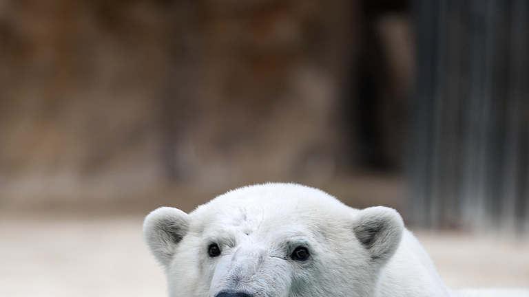 北极熊：海冰猎手的生存策略全揭秘