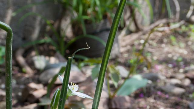 种兰花，假日里难忘的经历