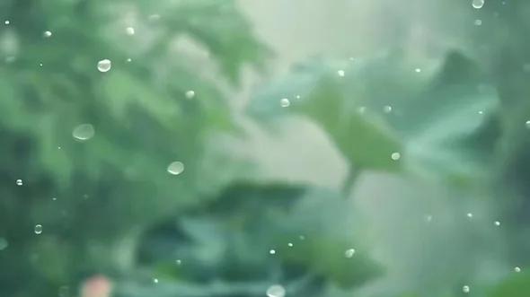 湖上采莲谁氏女，隔花笑语时低语。